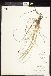 Carex pensylvanica image