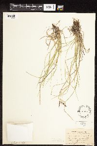 Carex pensylvanica image