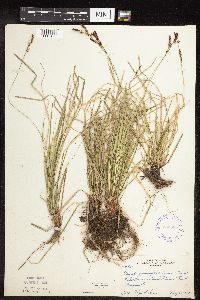 Carex pensylvanica image