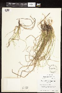 Carex pensylvanica image