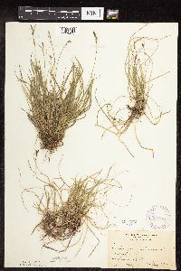 Carex pensylvanica image