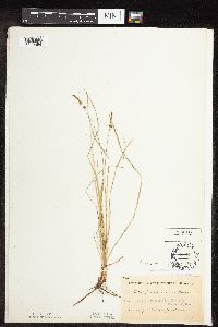 Carex pensylvanica image
