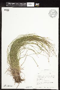 Carex pensylvanica image