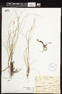 Carex pensylvanica image