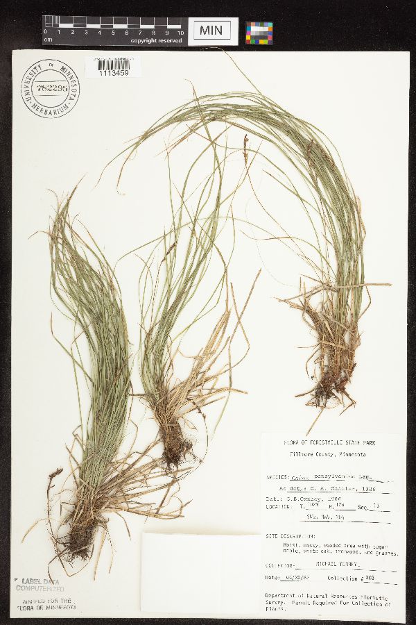 Carex pensylvanica image