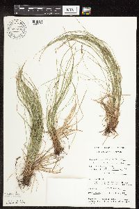 Carex pensylvanica image