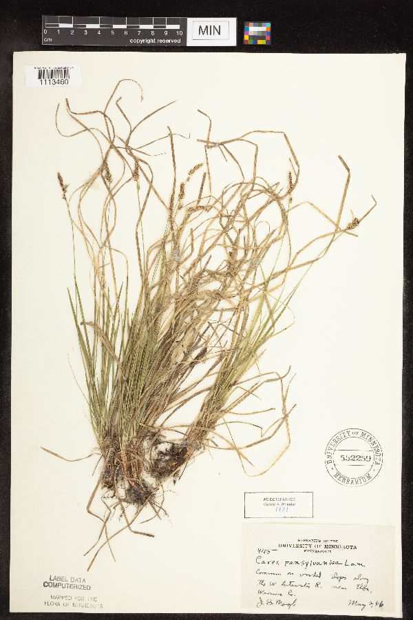 Carex pensylvanica image