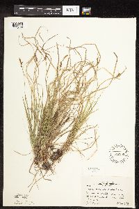 Carex pensylvanica image