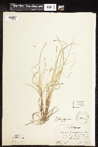 Carex pensylvanica image