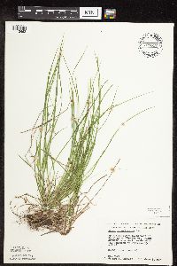 Carex pensylvanica image