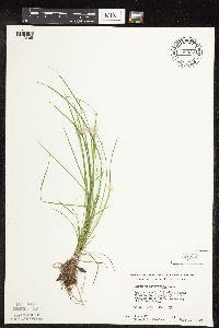 Carex pensylvanica image