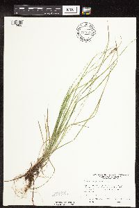 Carex pensylvanica image