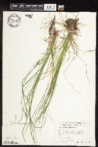 Carex pensylvanica image