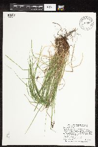 Carex pensylvanica image