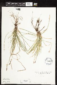 Carex pensylvanica image