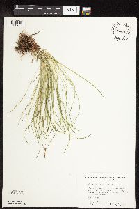 Carex pensylvanica image