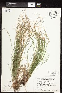 Carex pensylvanica image