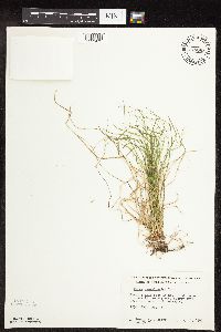 Carex pensylvanica image