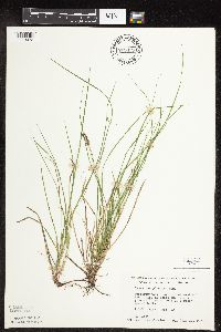 Carex pensylvanica image