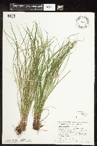 Carex pensylvanica image