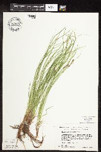 Carex pensylvanica image