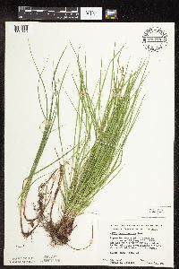 Carex pensylvanica image