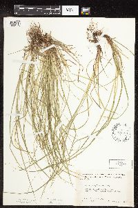 Carex pensylvanica image