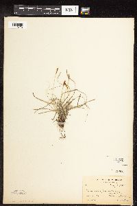 Carex pensylvanica image
