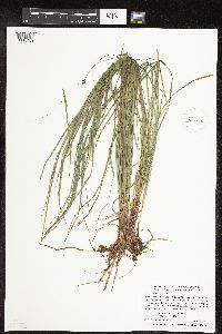 Carex pensylvanica image