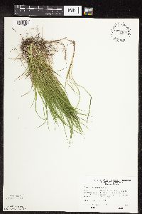 Carex pensylvanica image