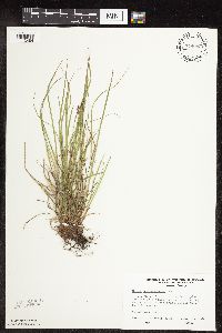 Carex pensylvanica image