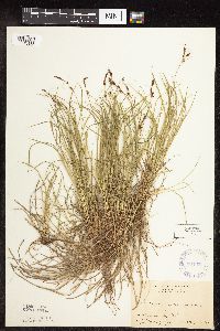 Carex pensylvanica image