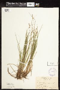 Carex pensylvanica image