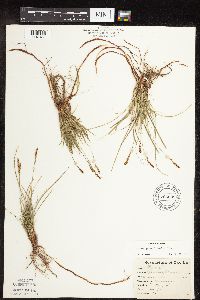 Carex pensylvanica image