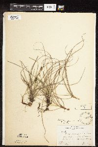 Carex pensylvanica image