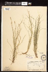 Carex pensylvanica image
