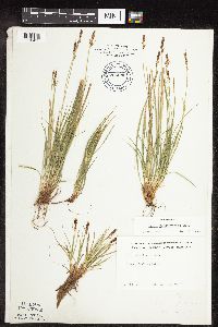 Carex pensylvanica image
