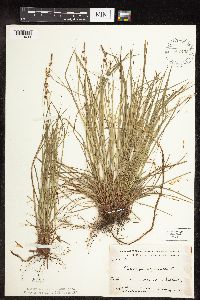 Carex pensylvanica image