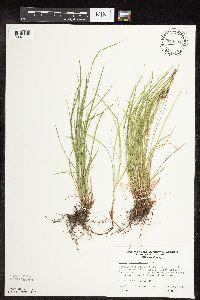 Carex pensylvanica image