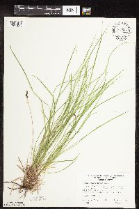 Carex pensylvanica image