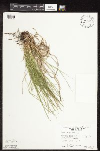 Carex pensylvanica image