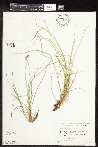Carex pensylvanica image
