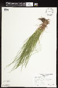 Carex pensylvanica image