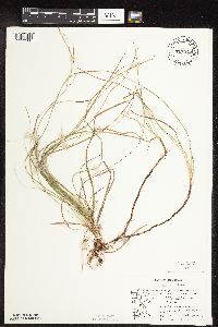 Carex pensylvanica image