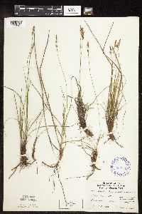 Carex pensylvanica image