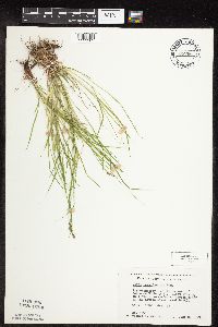 Carex pensylvanica image