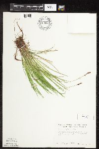 Carex pensylvanica image