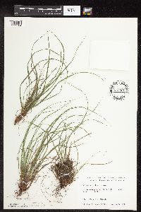 Carex pensylvanica image