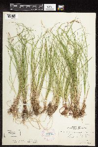 Carex pensylvanica image