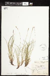 Carex pensylvanica image